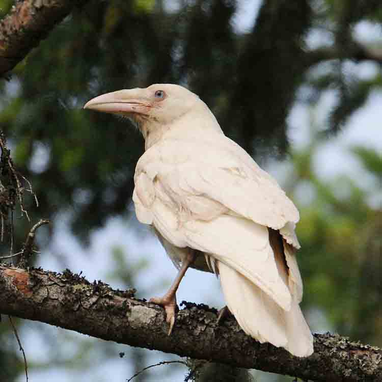 A white raven. Which is close enough to a crow. They're both corvids.